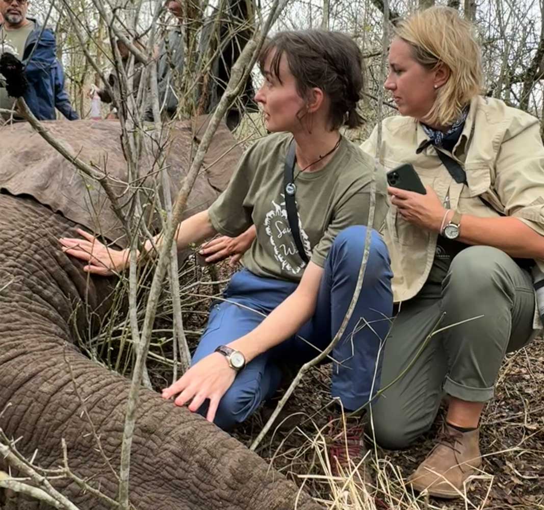 A photograph of authors Jessica Lanan and Hayley Rocco kneeling beside and touching an unconscious elephant.