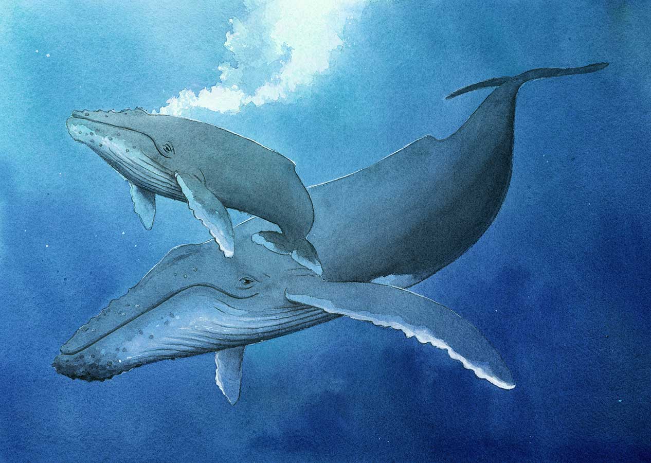 Watercolor illustration from 'The Fisherman and the Whale' showing a peaceful mother and baby humpback whale in deep blue water.