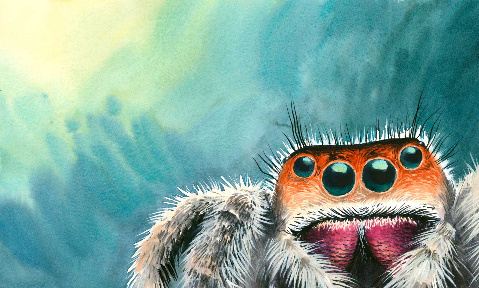 Watercolor illustration by Jessica Lanan from 'Jumper: A Day in the Life of a Backyard Jumping Spider' showing a closeup of the face of a jumping spider. Four large eyes are visible.