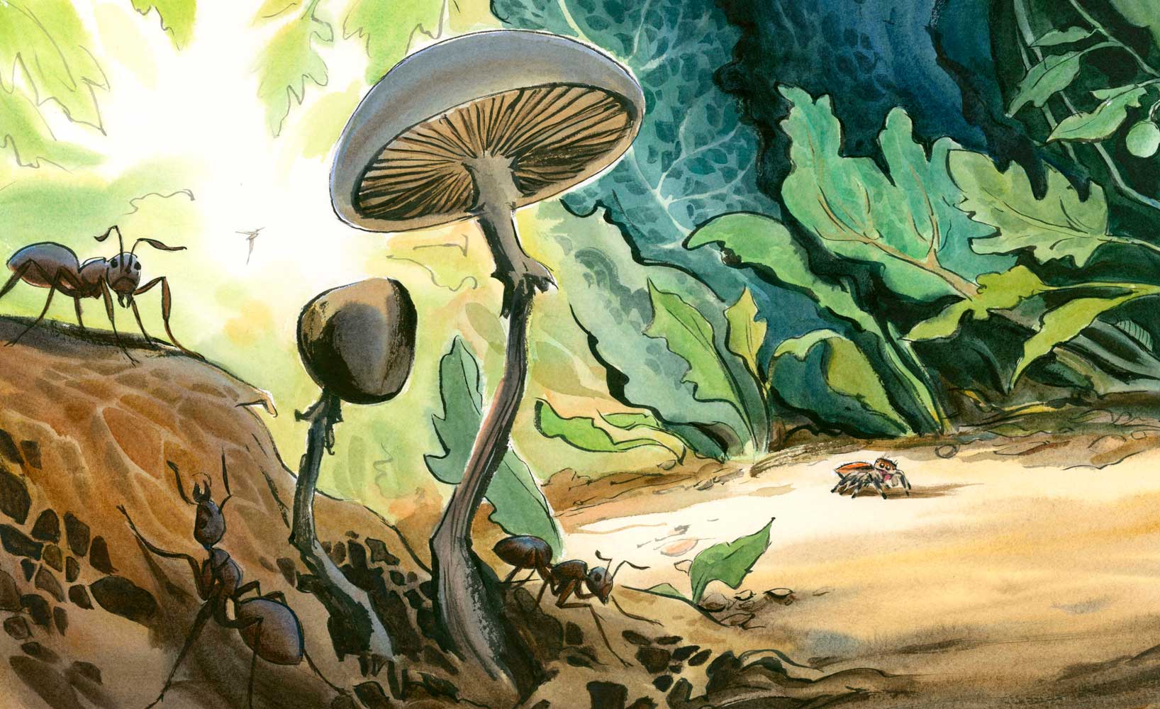 Watercolor illustration by Jessica Lanan from 'Jumper: A Day in the Life of a Backyard Jumping Spider' Showing a tiny jumping spider looking nervous as it walks on the dirt beneath large garden leaves. In the foreground are two mushrooms and decaying leaves with ants crawling on them. A flying insect is visible in the distance.
