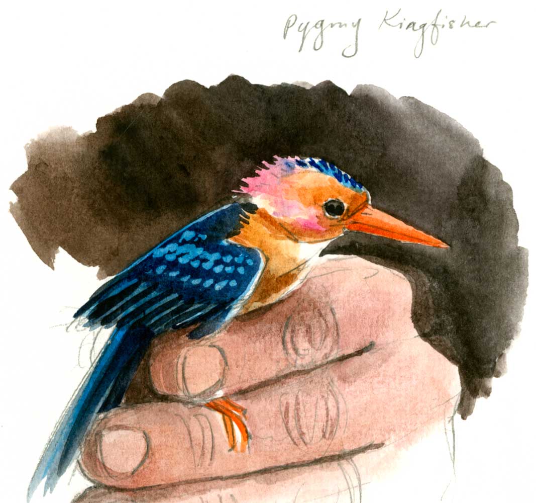 A watercolor and pencil sketch by Jessica Lanan of a pygmy kingfisher.