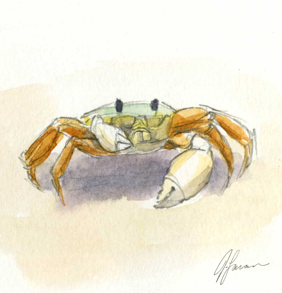 small watercolor sketch of a green and orange crab on sand