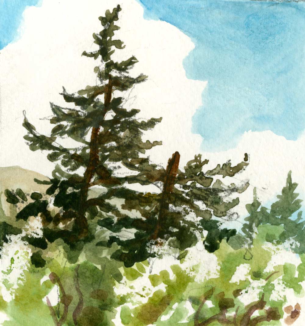 Watercolor sketch of two large pine trees, one intact and the other broken, framed by a large cloud and blue sky.