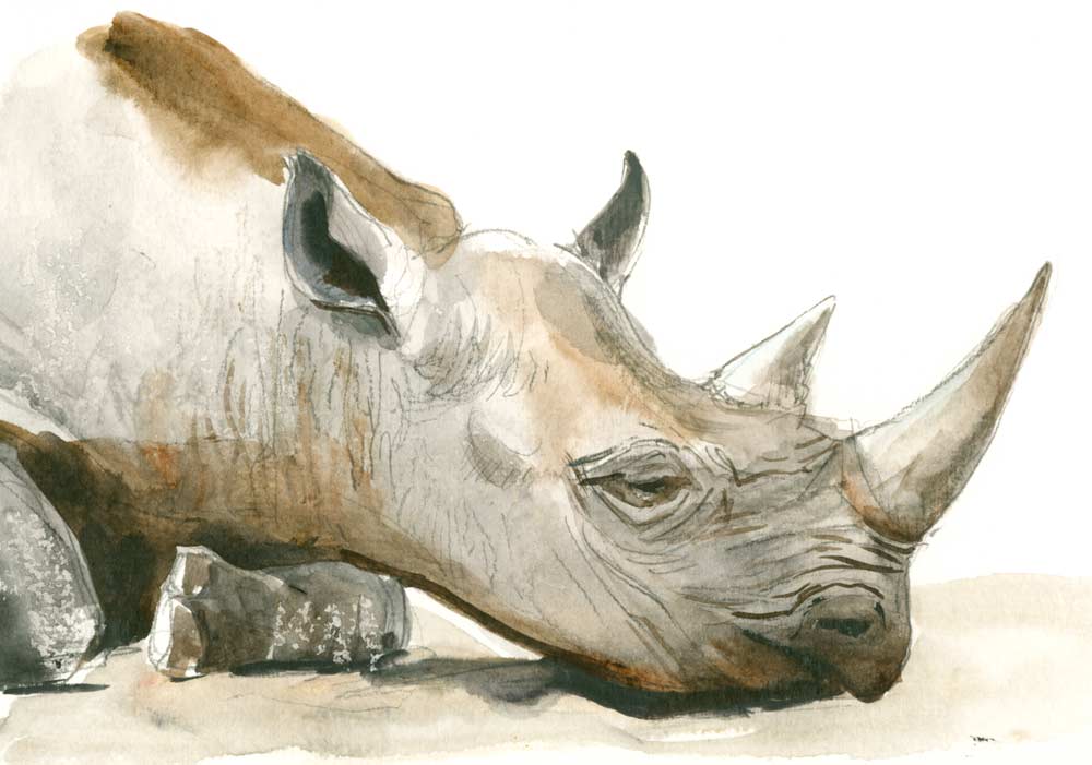 Watercolor and pencil sketch by Jessica Lanan of a black rhinoceros resting on the ground. Framed to show only the detail of the head, neck and front leg.