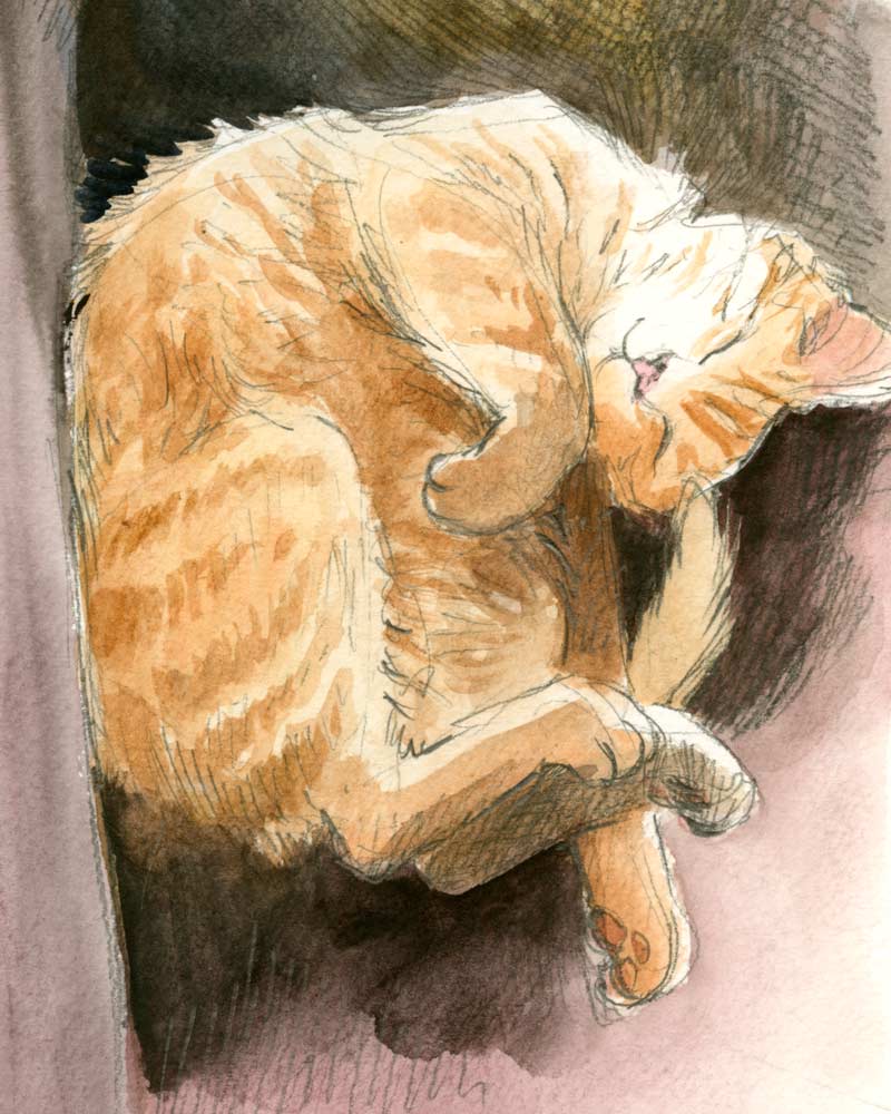 Watercolor and pencil sketch of an orange striped cat lying partially curled on its back, with a bit of belly showing and feet curled. The cat appears to be smiling.