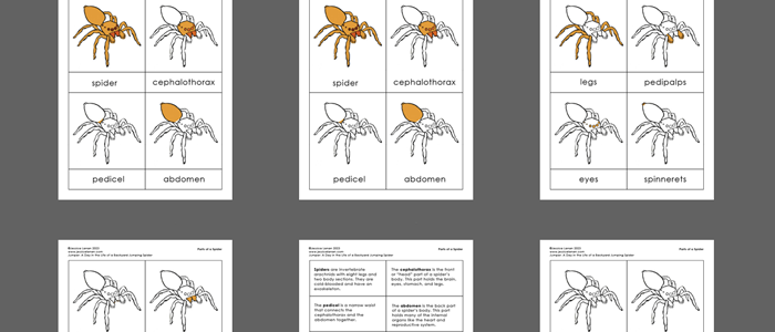 Preview showing multiple pages of spider body parts PreK/elementary school anatomy activity.