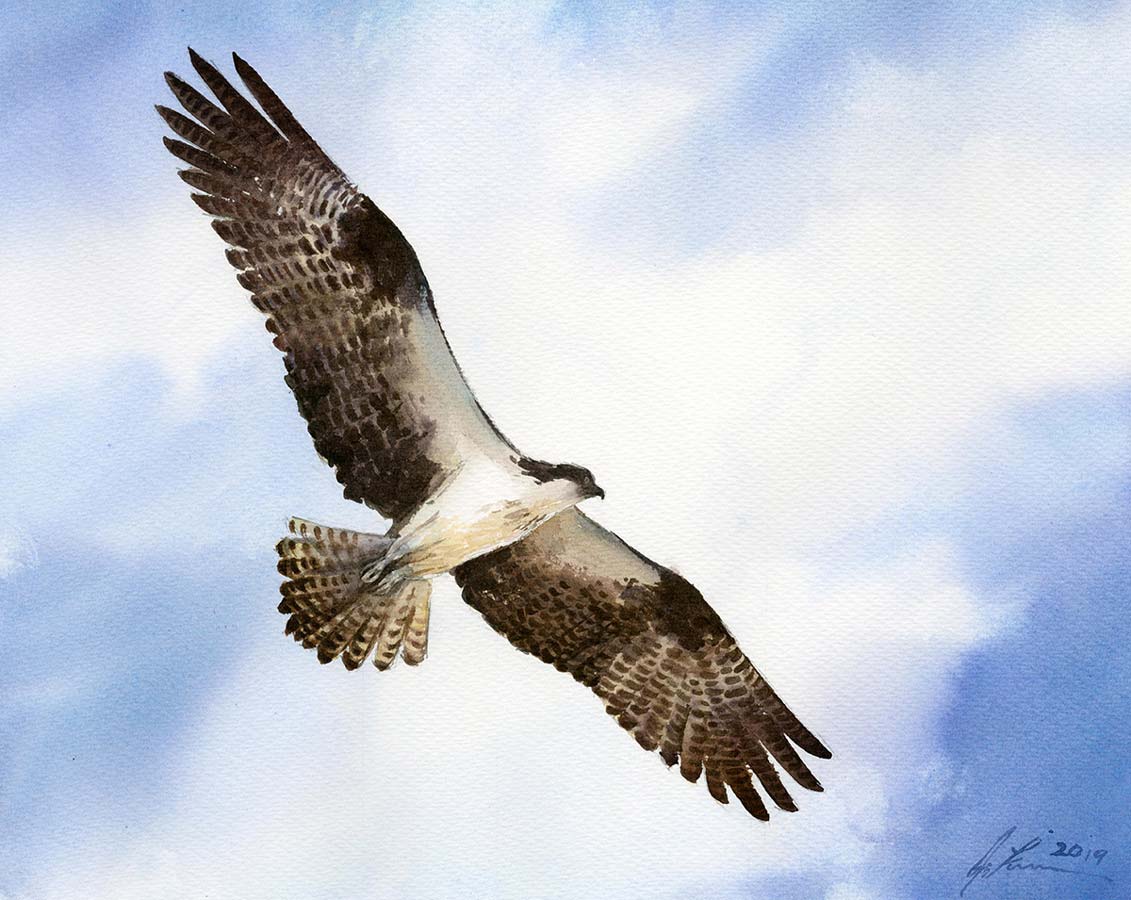 Watercolor painting of an osprey with widespread wings and fanned tail flying with blue sky and white clouds above
