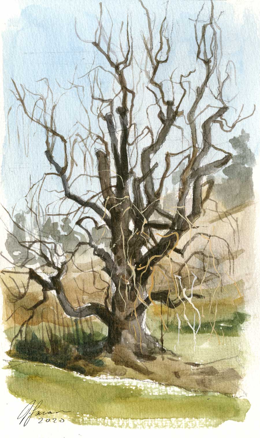 watercolor and gouache sketch of a willow tree with bare branches in a palette of brown and green